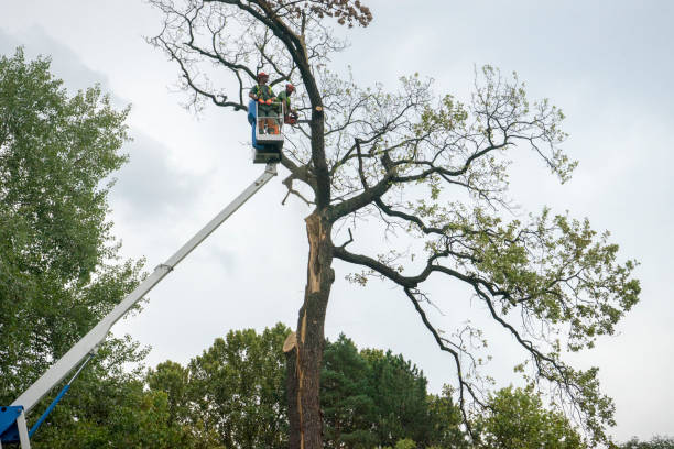 How Our Tree Care Process Works  in  Goldstream, AK