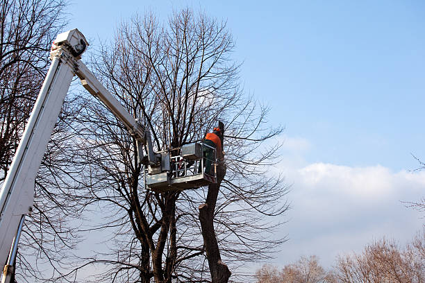 Best Root Management and Removal  in Goldstream, AK
